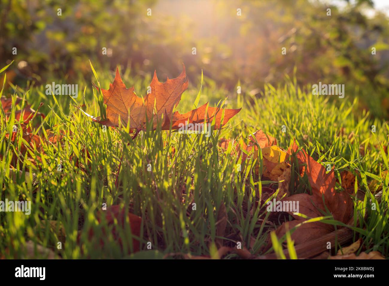 Ein orangefarbenes Ahornblatt, das morgens in Polen im Gras liegt Stockfoto