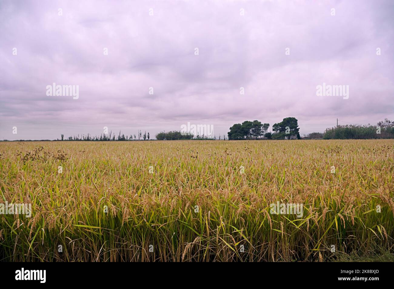 Landschaft eines Reisfeldes in der Albufera von Valencia, Spanien. Stockfoto