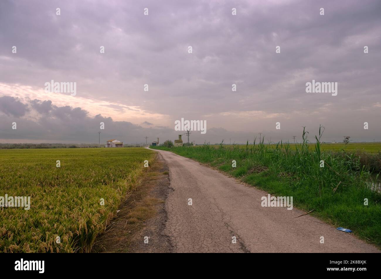 Ich gehe zu den Reisfeldern, die für die Ernte vorbereitet sind. Stockfoto