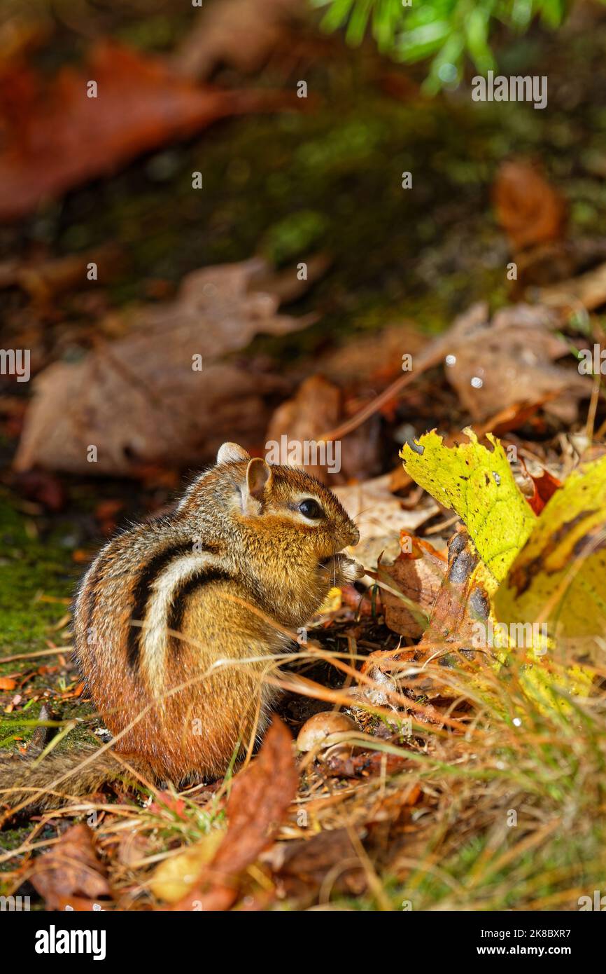 Ein östlicher Streifenhörnchen mit einer Nuss in den abgefallenen Blättern eines kanadischen Parks Stockfoto