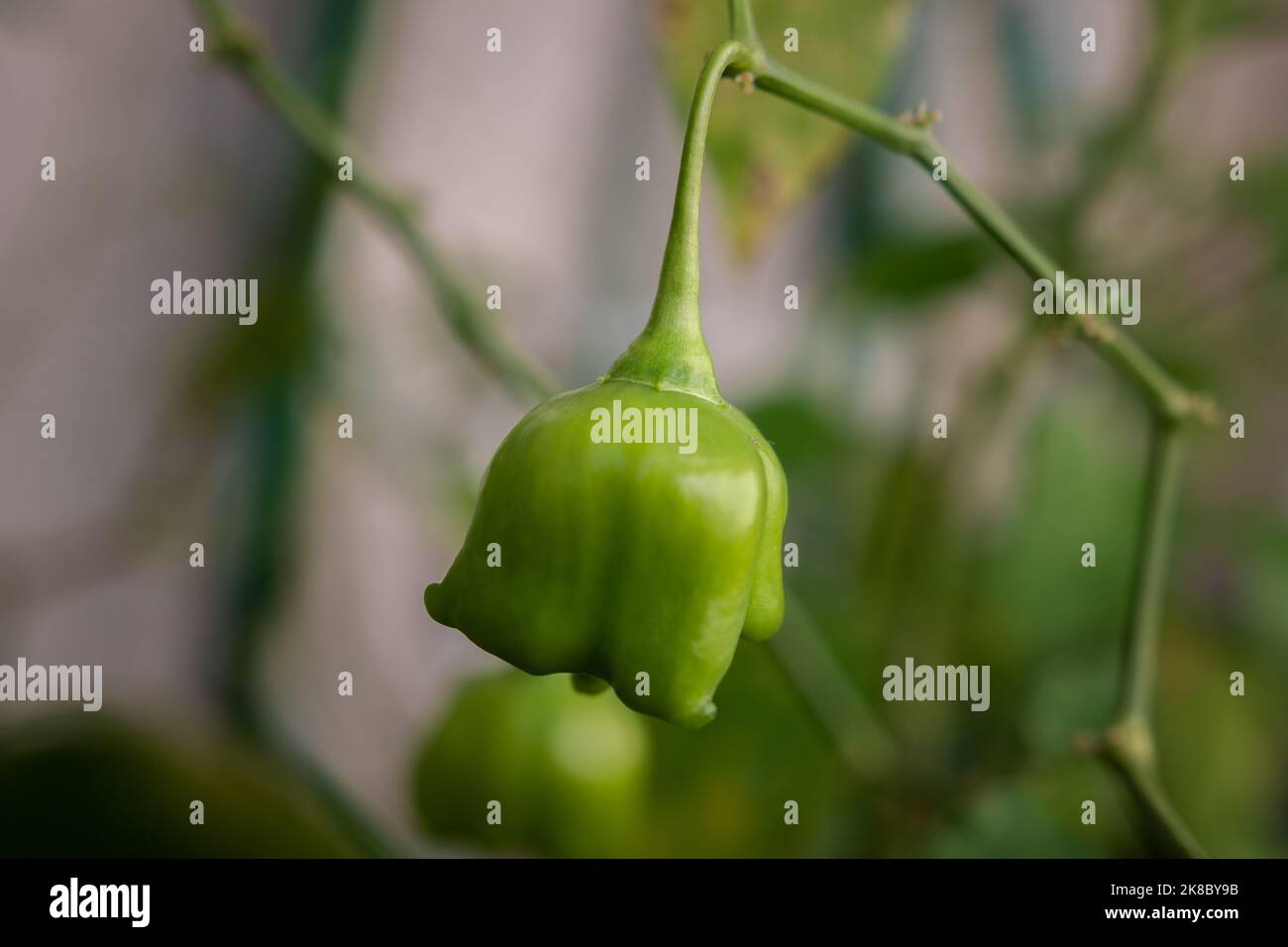 Nahaufnahme eines grünen Mad Hatter Chilischoten, auch bekannt als Bishop's Crown Pepper oder Christmas Bell, der in einem Busch mit verschwommenem Hintergrund hängt Stockfoto