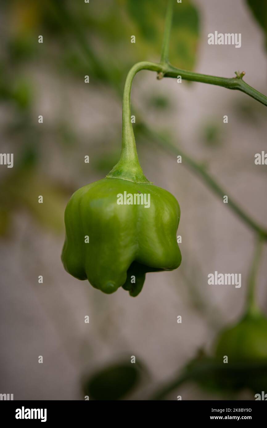 Nahaufnahme von grünem Mad Hatter Chilischote, auch bekannt als Bishop's Crown Pepper oder Christmas Bell, in einem Buschzweig mit verschwommenem Hintergrund hängend. Vertikales Foto Stockfoto