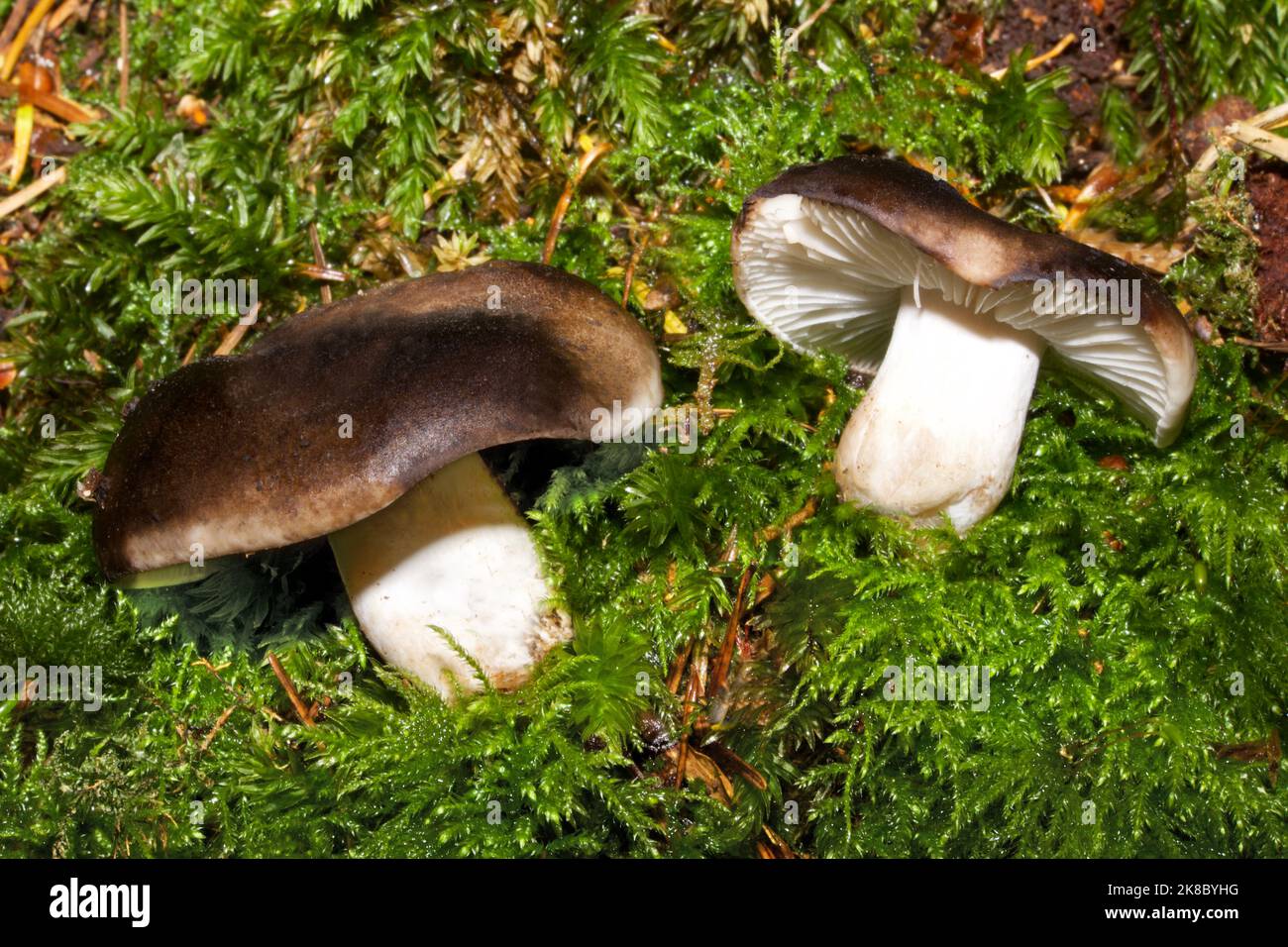 Der Täubling, auch bekannt als der schwärzende brittlegill- oder schwärzende Täubling, kommt sowohl in Laub- als auch in Nadelwäldern häufig vor. Stockfoto