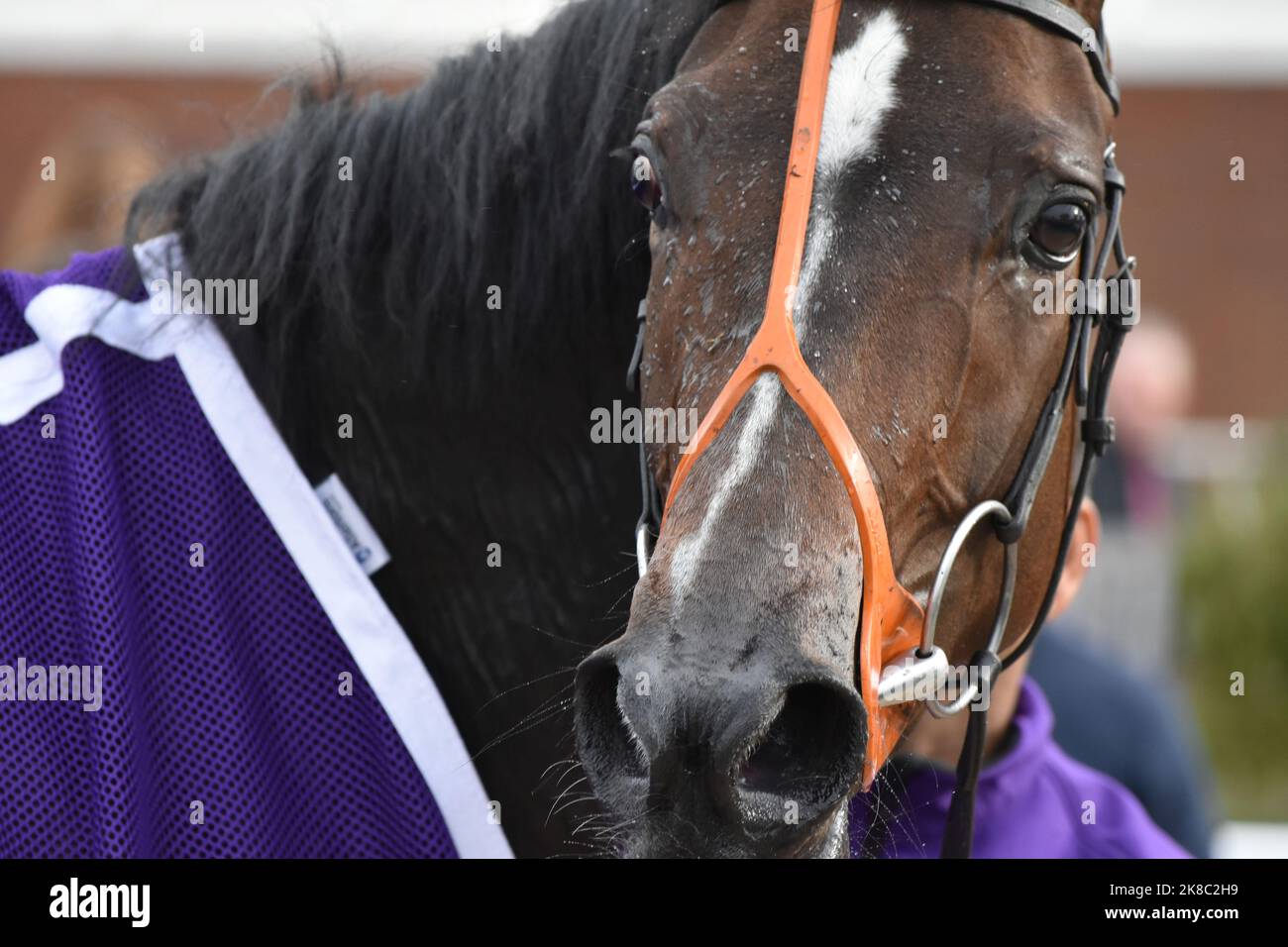 Newbury, Großbritannien. 22. Okt 2022. Magical Sunset, geritten von James Doyle, nach dem Gewinn der 3,30 Galoppieren um Einsätze von 5 Längen auf Newbury Racecourse, Großbritannien zu geben. Kredit: Paul Blake/Alamy Live Nachrichten. Stockfoto