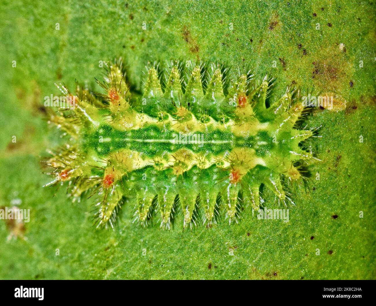 Grüne raupe mit stachel Fotos und Bildmaterial in hoher Auflösung Alamy