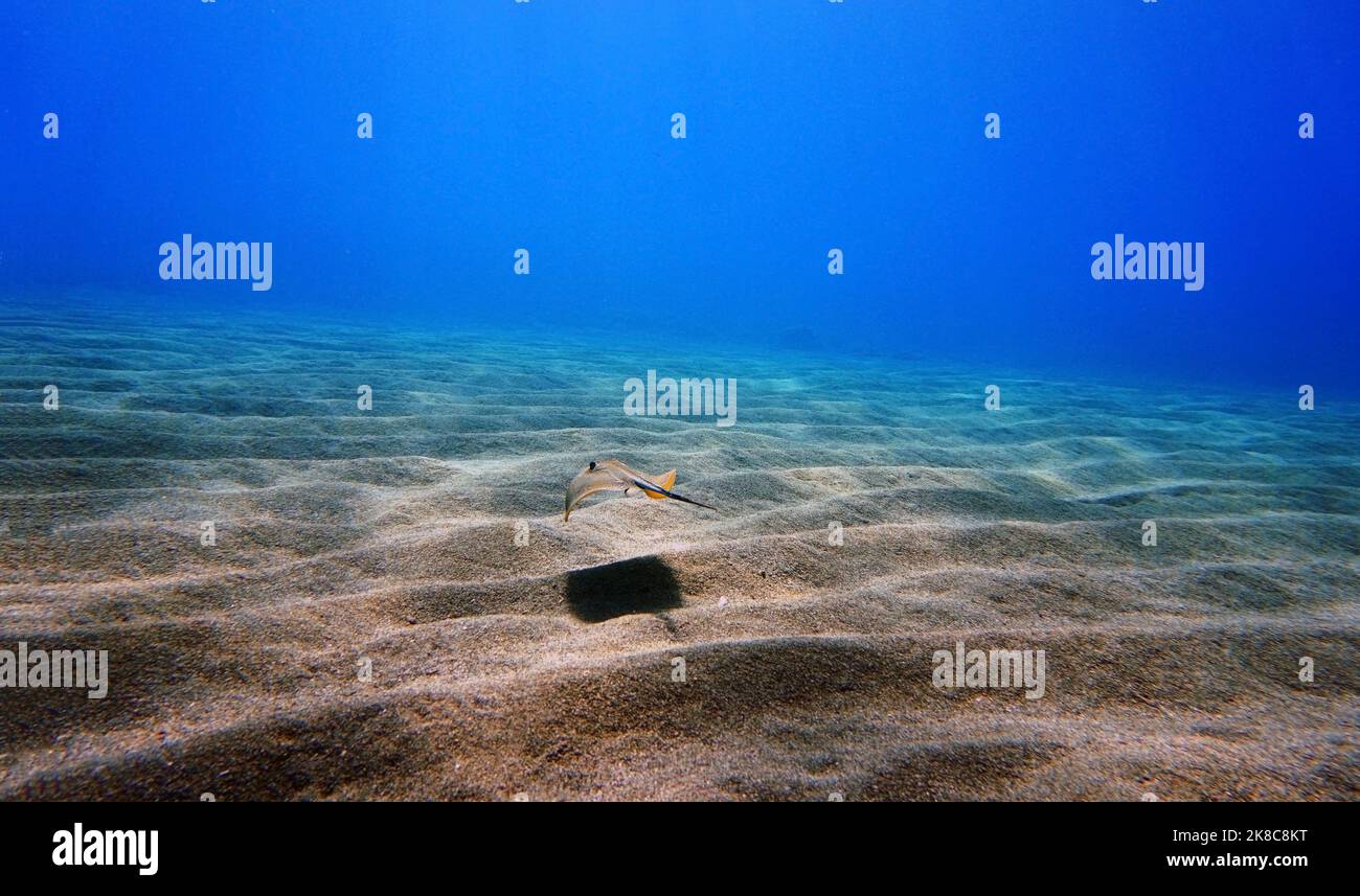 Unterwasserfotografie Szene mit schönen Stachelrochen Stockfoto