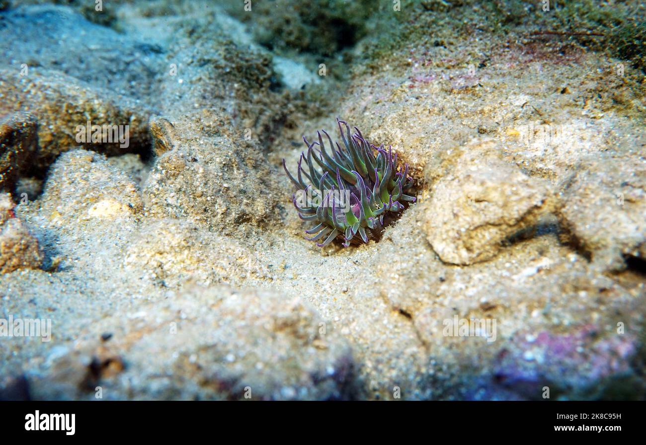 Mediterrane Schnecken Meer Anemone - Anemonia sulcata Stockfoto