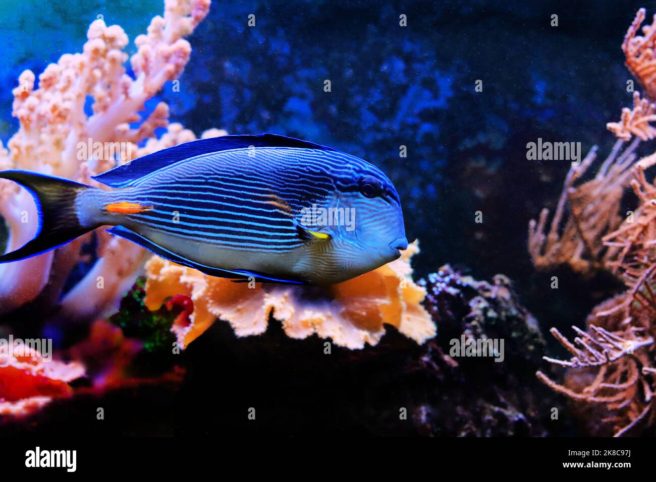 Acanthurus Sohal tang-Fische schwimmen im Korallenriff-Aquarium Stockfoto