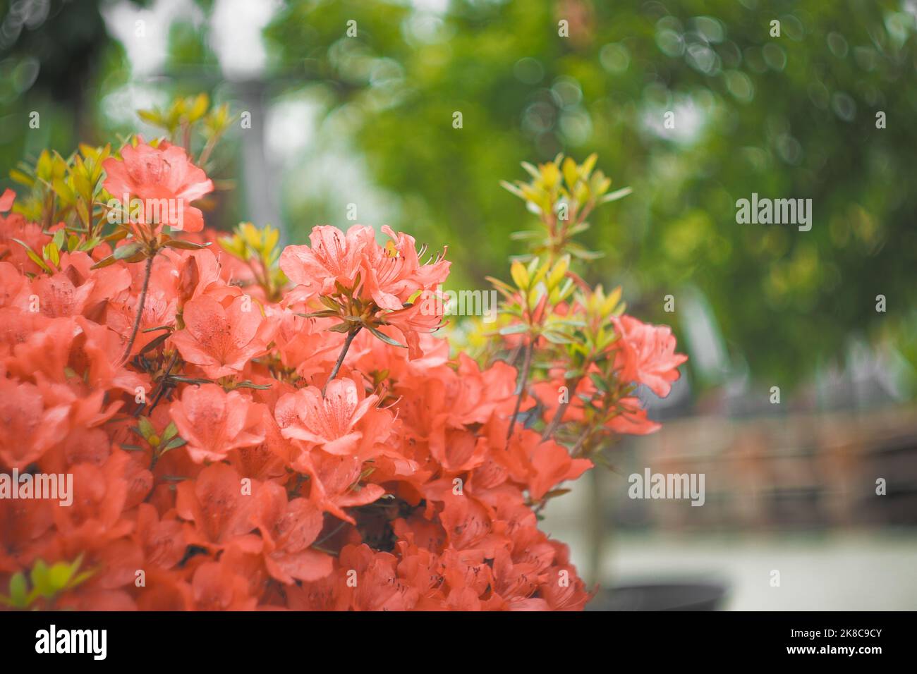 Rote Blüten mit schönem wirbeligen Bokeh im Hintergrund Stockfoto