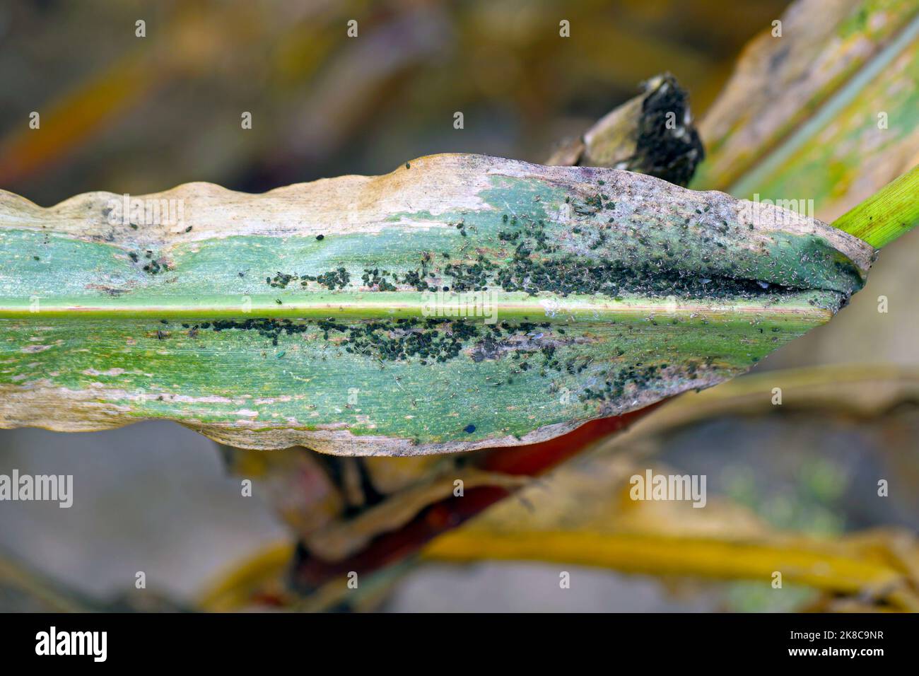 Getreideblatt-Blattlaus Rhopalosiphum maidis, Rosenkorn-Blattlaus Metopolophium dirhodum Befall auf dem Mais. Stockfoto