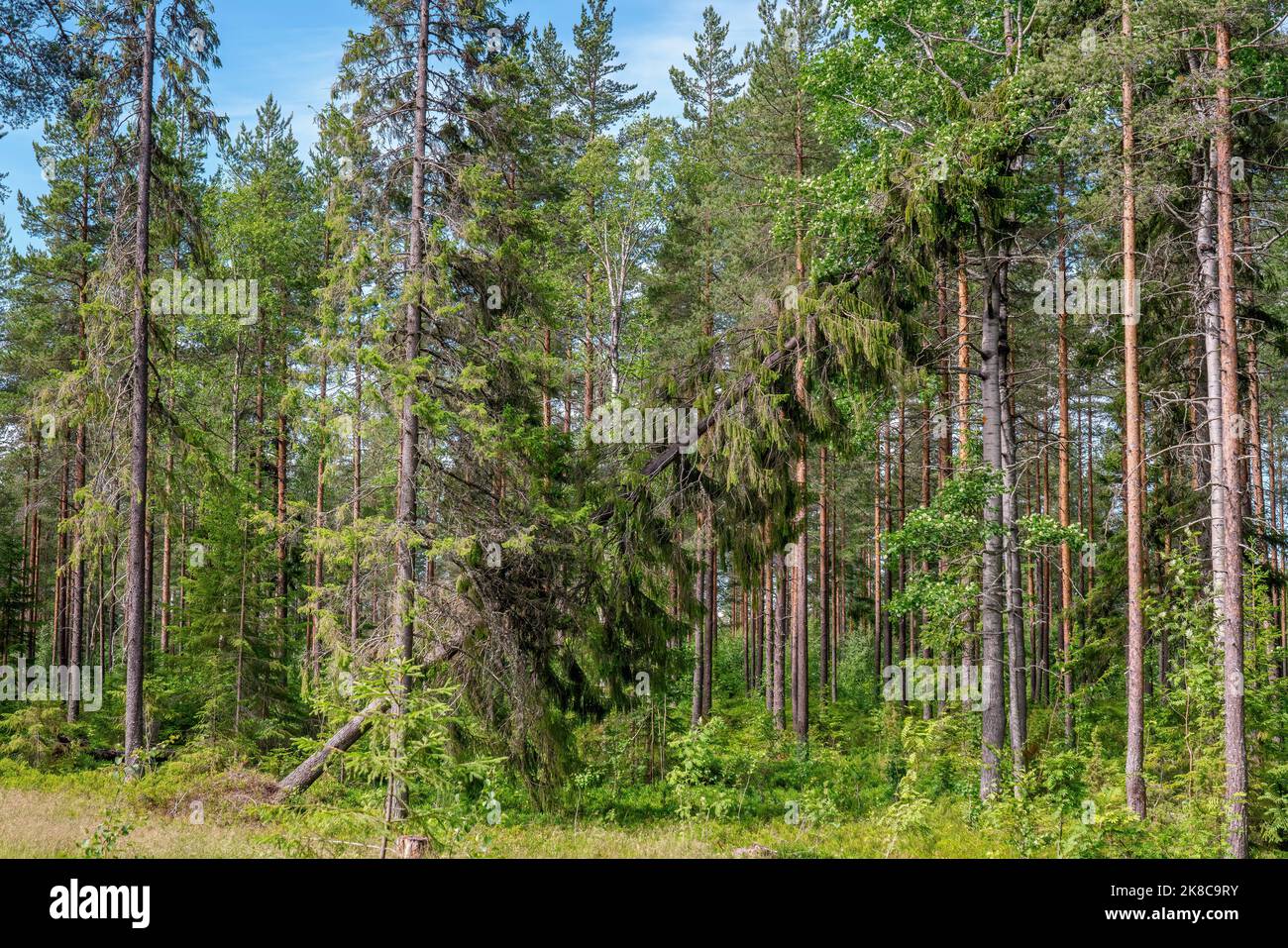 Gefallene grüne Fichte hängt auf den Gipfeln anderer Bäume. Beschädigter Baum nach starkem Sturm Stockfoto