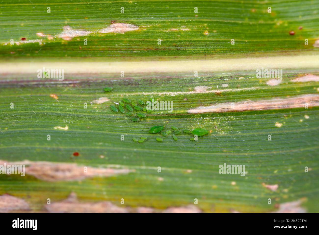 Getreideblatt-Blattlaus Rhopalosiphum maidis, Rosenkorn-Blattlaus Metopolophium dirhodum Befall auf dem Mais. Stockfoto