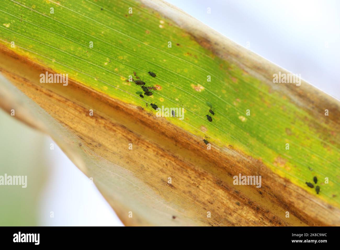 Getreideblatt-Blattlaus Rhopalosiphum maidis, Rosenkorn-Blattlaus Metopolophium dirhodum Befall auf dem Mais. Stockfoto