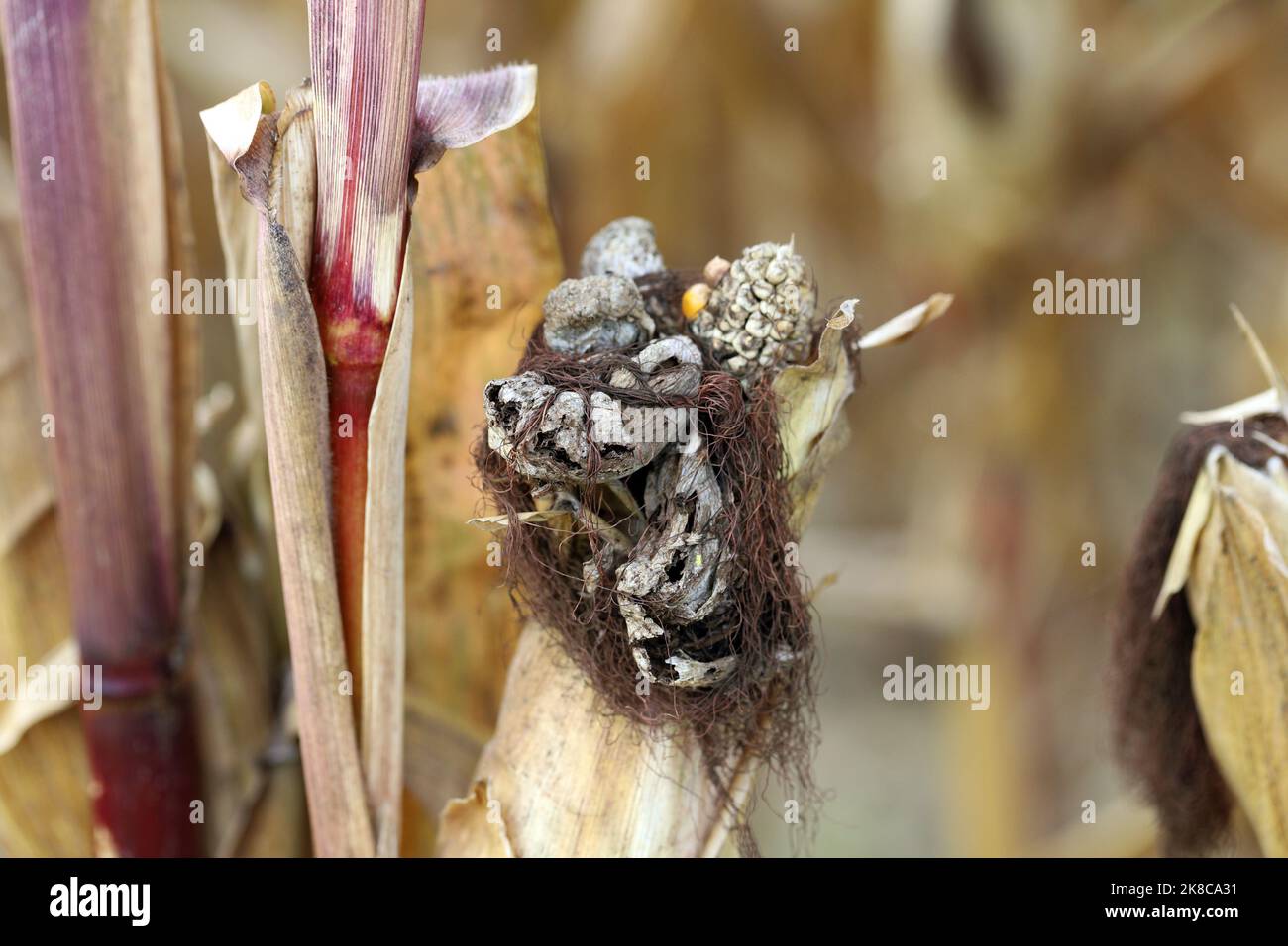 Maisschmierungen (Ustilago zeae). Ustilago maydis Krankheit auf Mais. Stockfoto