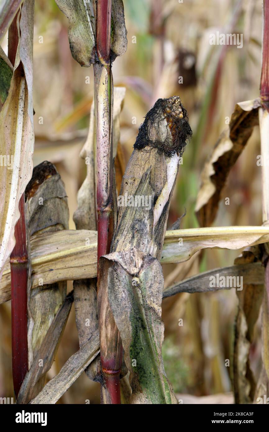 Maispflanzen im Herbst, schwarze rußige Schimmelbeschichtung, die die Blätter bedeckt, die auf Honigtau wachsen, der von Blattläusen produziert wird, die sich auf diesen Pflanzen ernähren. Stockfoto