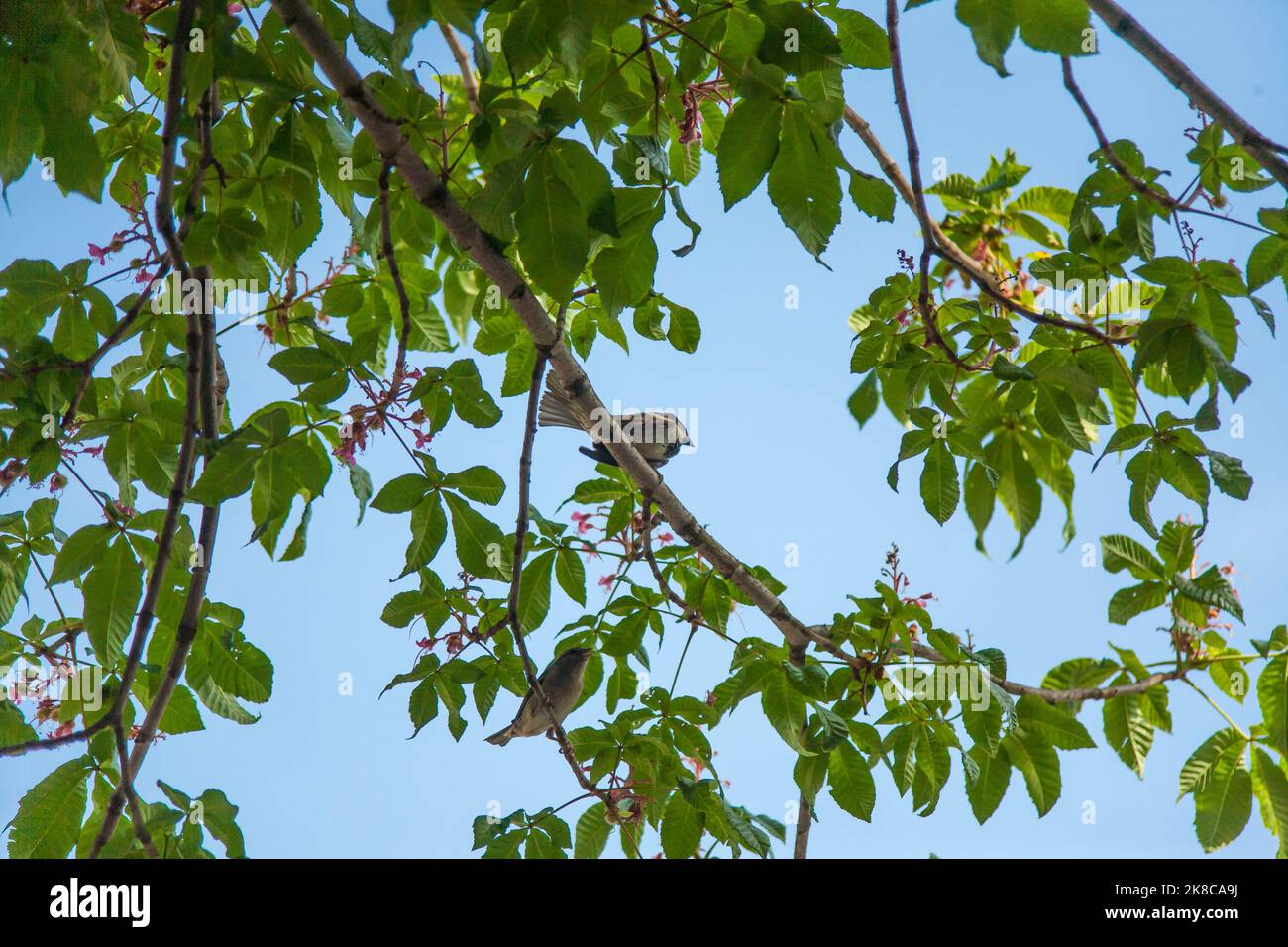 Natürlicher Hintergrund mit Sperling sitzen auf Ästen im Frühjahr kann Sonnigen Garten Stockfoto