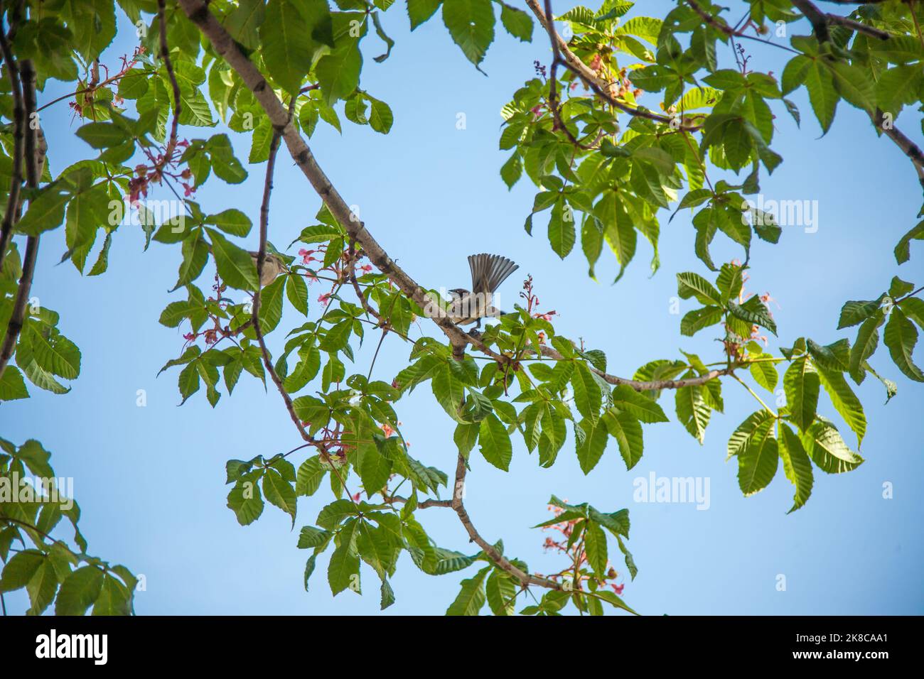 Natürlicher Hintergrund mit Sperling sitzen auf Ästen im Frühjahr kann Sonnigen Garten Stockfoto