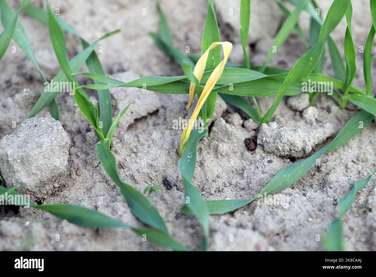 Durch Schädlinge geschädigtes junges Getreide nach dem Auftauchen im Herbst. Stockfoto