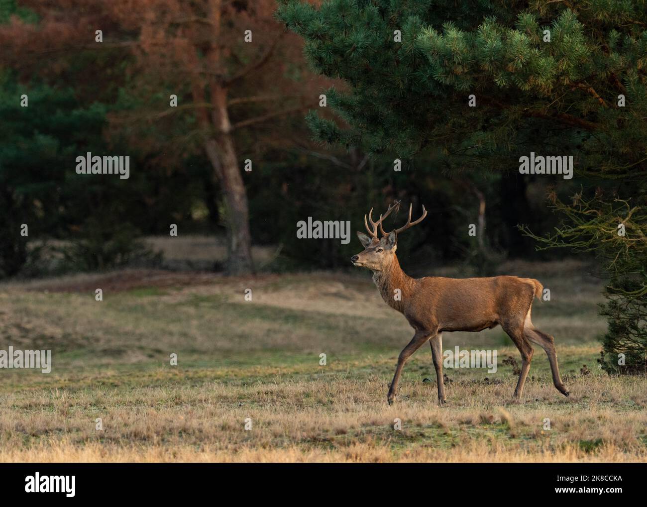 Trebbin, Deutschland. 16. Oktober 2022. 16.10.2022, Trebbin. Ein junger Rothirsch (Cervus elaphus) spaziert im Wildreservat Glauer Tal, auf dem rund 160 Hektar großen Gelände eines ehemaligen Truppentrainingsgeldes, im Licht der niedrigen Herbstsonne. Vor dem Abzug im Jahr 1994 wurde das Gebiet von der sowjetischen Armee genutzt. Die Spuren der Tanks haben einen besonderen Lebensraum für Tiere und Pflanzen geschaffen. Das Gehege befindet sich im Naturpark Nuthe-Nieplitz. Quelle: Wolfram Steinberg/dpa Quelle: Wolfram Steinberg/dpa/Alamy Live News Stockfoto