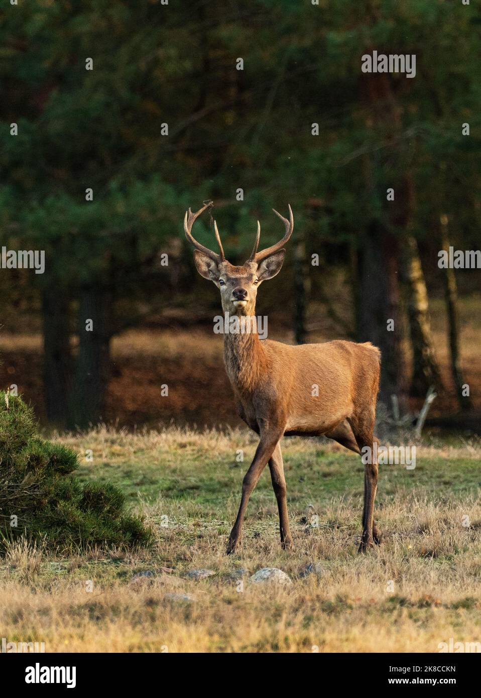 Trebbin, Deutschland. 16. Oktober 2022. 16.10.2022, Trebbin. Ein junger Rothirsch (Cervus elaphus) steht im Wildreservat Glauer Tal, auf dem rund 160 Hektar großen Gelände eines ehemaligen Truppentrainingsgeldes im Licht der tiefen Herbstsonne. Vor dem Abzug im Jahr 1994 wurde das Gebiet von der sowjetischen Armee genutzt. Die Spuren der Tanks haben einen besonderen Lebensraum für Tiere und Pflanzen geschaffen. Das Gehege befindet sich im Naturpark Nuthe-Nieplitz. Quelle: Wolfram Steinberg/dpa Quelle: Wolfram Steinberg/dpa/Alamy Live News Stockfoto
