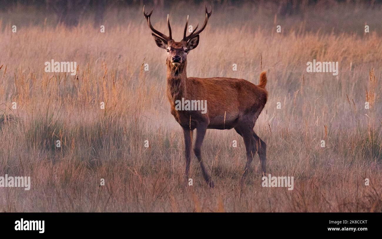 Trebbin, Deutschland. 16. Oktober 2022. 16.10.2022, Trebbin. Ein Rotwild (Cervus elaphus) steht im Wildreservat Glauer Tal, auf dem rund 160 Hektar großen Gelände eines ehemaligen Truppentrainingsgeldes auf einer feuchten Wiese bei Sonnenuntergang. Die ersten abendlichen Nebel erheben sich vom Boden. Vor dem Abzug im Jahr 1994 wurde das Gebiet von der sowjetischen Armee genutzt. Die Spuren der Tanks haben einen besonderen Lebensraum für Tiere und Pflanzen geschaffen. Das Gehege befindet sich im Naturpark Nuthe-Nieplitz. Quelle: Wolfram Steinberg/dpa Quelle: Wolfram Steinberg/dpa/Alamy Live News Stockfoto