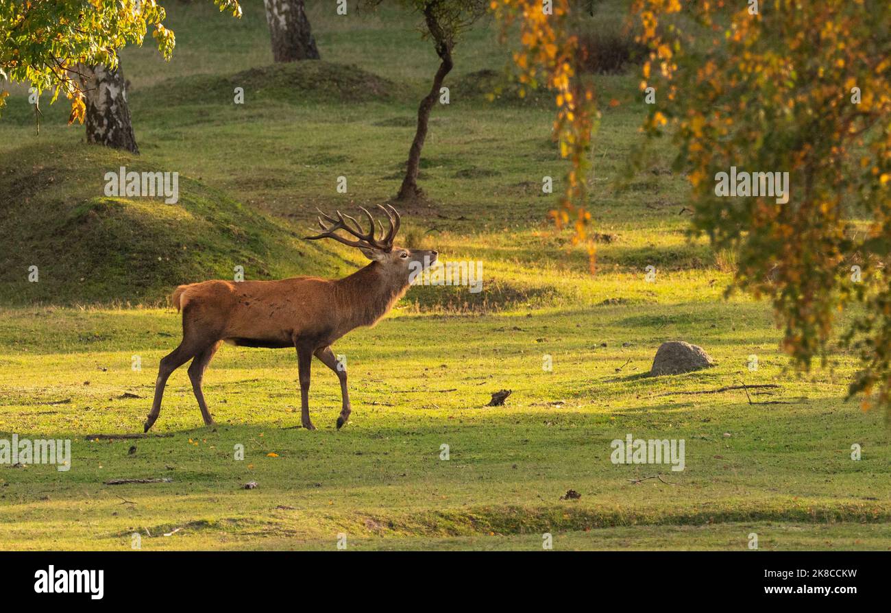 Trebbin, Deutschland. 16. Oktober 2022. 16.10.2022, Trebbin. Ein Rotwild (Cervus elaphus) spaziert im Wildreservat Glauer Tal, auf dem rund 160 Hektar großen Gelände eines ehemaligen Truppentrainingsgeldes, im Licht der niedrigen Herbstsonne. Vor dem Abzug im Jahr 1994 wurde das Gebiet von der sowjetischen Armee genutzt. Die Spuren der Tanks haben einen besonderen Lebensraum für Tiere und Pflanzen geschaffen. Das Gehege befindet sich im Naturpark Nuthe-Nieplitz. Quelle: Wolfram Steinberg/dpa Quelle: Wolfram Steinberg/dpa/Alamy Live News Stockfoto