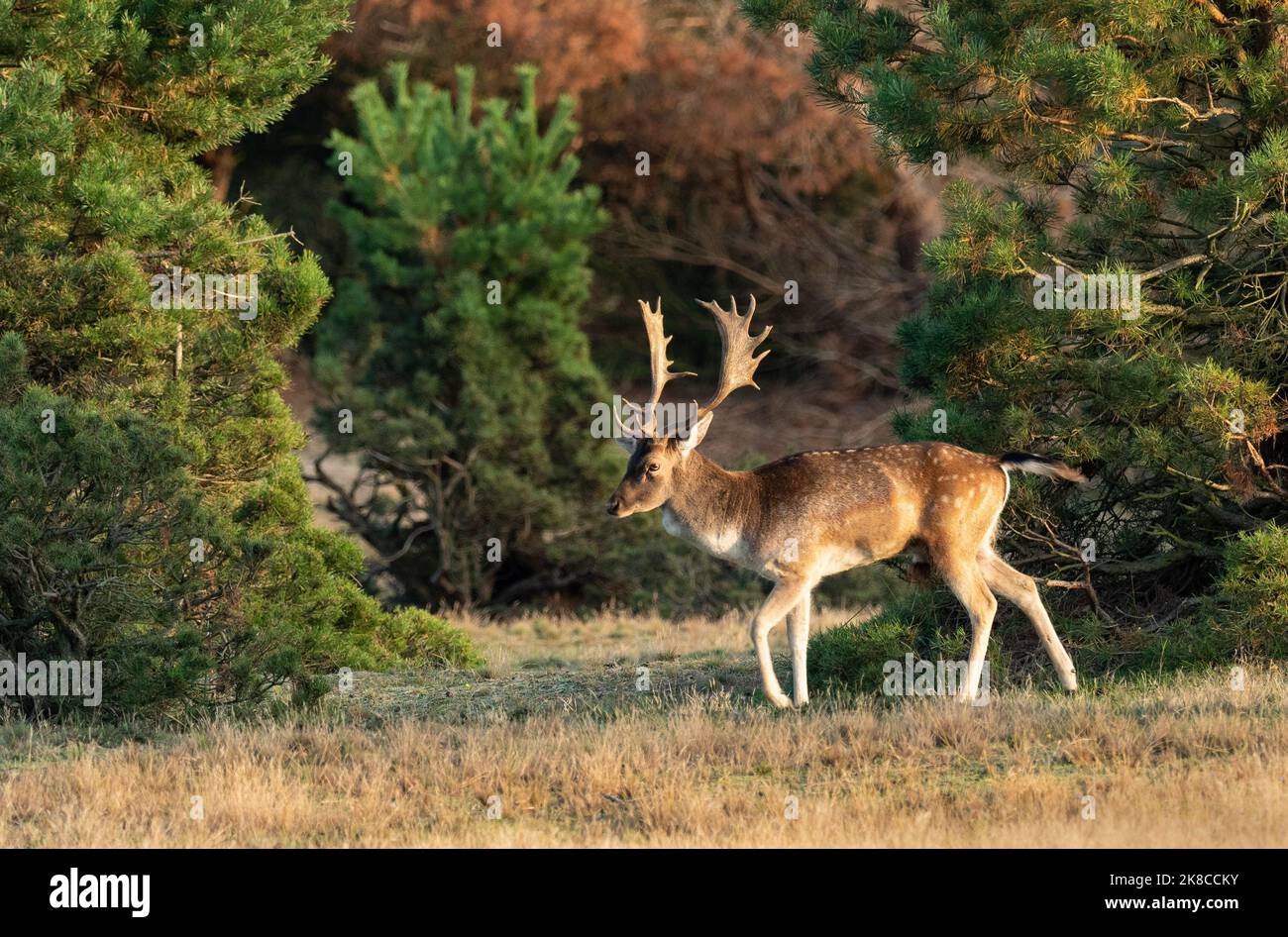 Trebbin, Deutschland. 16. Oktober 2022. 16.10.2022, Trebbin. Ein Damhirsch (Dama dama) spaziert im Wildreservat Glauer Tal, auf der Fläche von etwa 160 Hektar eines ehemaligen Militärtrainingsgebietes im Lichte der tiefen Herbstsonne. Vor dem Abzug im Jahr 1994 wurde das Gebiet von der sowjetischen Armee genutzt. Die Spuren der Tanks haben einen besonderen Lebensraum für Tiere und Pflanzen geschaffen. Das Gehege befindet sich im Naturpark Nuthe-Nieplitz. Quelle: Wolfram Steinberg/dpa Quelle: Wolfram Steinberg/dpa/Alamy Live News Stockfoto