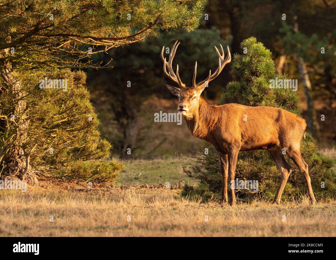 Trebbin, Deutschland. 16. Oktober 2022. 16.10.2022, Trebbin. Im Wildreservat Glauer Tal, auf dem rund 160 Hektar großen Gelände eines ehemaligen Truppentrainingsgeldes, steht ein Rothirsch (Cervus elaphus) vor dem Hintergrund der niedrigen Herbstsonne. Vor dem Abzug im Jahr 1994 wurde das Gebiet von der sowjetischen Armee genutzt. Die Spuren der Tanks haben einen besonderen Lebensraum für Tiere und Pflanzen geschaffen. Das Gehege befindet sich im Naturpark Nuthe-Nieplitz. Quelle: Wolfram Steinberg/dpa Quelle: Wolfram Steinberg/dpa/Alamy Live News Stockfoto