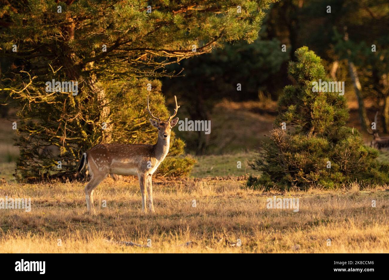 Trebbin, Deutschland. 16. Oktober 2022. 16.10.2022, Trebbin. Ein Damwild (Dama dama) steht im Wildreservat Glauer Tal, auf dem rund 160 Hektar großen Gelände eines ehemaligen Truppentrainingsgeldes im Licht der tiefen Herbstsonne. Vor dem Abzug im Jahr 1994 wurde das Gebiet von der sowjetischen Armee genutzt. Die Spuren der Tanks haben einen besonderen Lebensraum für Tiere und Pflanzen geschaffen. Das Gehege befindet sich im Naturpark Nuthe-Nieplitz. Quelle: Wolfram Steinberg/dpa Quelle: Wolfram Steinberg/dpa/Alamy Live News Stockfoto