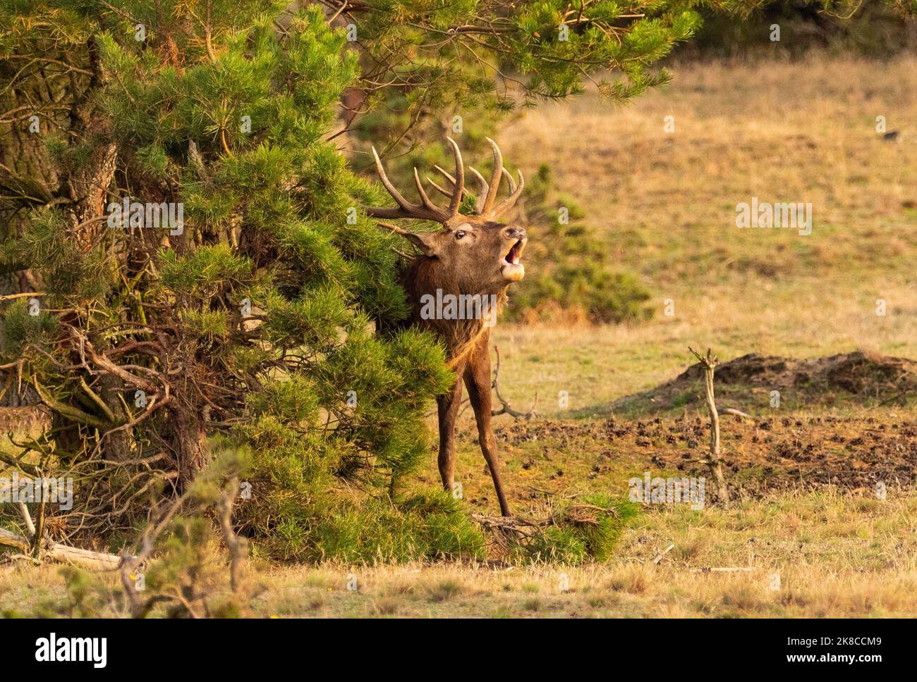 Trebbin, Deutschland. 16. Oktober 2022. 16.10.2022, Trebbin. Ein Rothirsch (Cervus elaphus) brüllt in der Brunftzeit im Wildreservat Glauer Tal, auf dem rund 160 Hektar großen Gelände eines ehemaligen Truppentrainingsgeldes, im Licht der tiefen Herbstsonne. Vor dem Abzug im Jahr 1994 wurde das Gebiet von der sowjetischen Armee genutzt. Die Spuren der Tanks haben einen besonderen Lebensraum für Tiere und Pflanzen geschaffen. Das Gehege befindet sich im Naturpark Nuthe-Nieplitz. Quelle: Wolfram Steinberg/dpa Quelle: Wolfram Steinberg/dpa/Alamy Live News Stockfoto