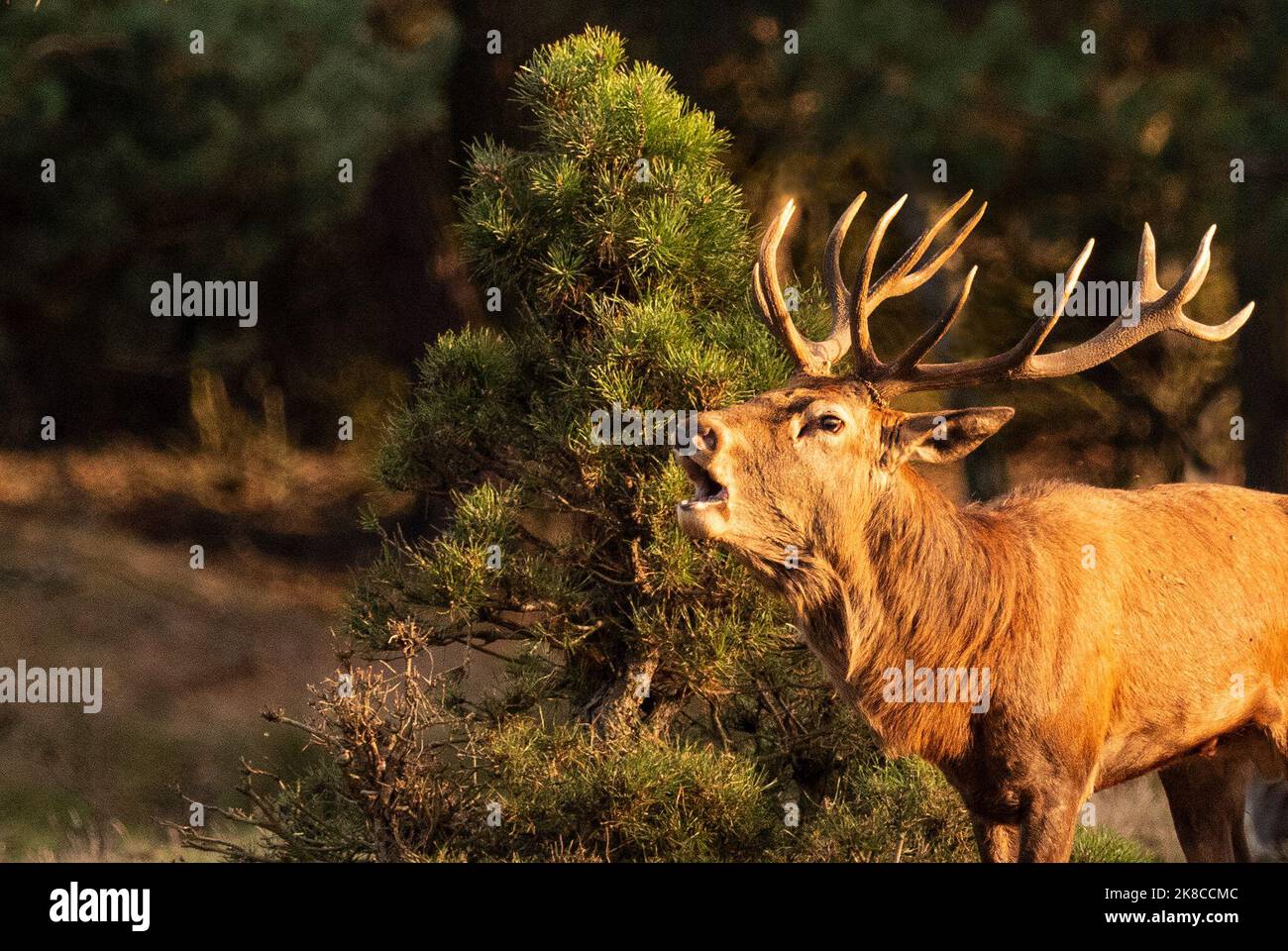 Trebbin, Deutschland. 16. Oktober 2022. 16.10.2022, Trebbin. Ein Rothirsch (Cervus elaphus) brüllt in der Brunftzeit im Wildreservat Glauer Tal, auf dem rund 160 Hektar großen Gelände eines ehemaligen Truppentrainingsgeldes, im Licht der tiefen Herbstsonne. Vor dem Abzug im Jahr 1994 wurde das Gebiet von der sowjetischen Armee genutzt. Die Spuren der Tanks haben einen besonderen Lebensraum für Tiere und Pflanzen geschaffen. Das Gehege befindet sich im Naturpark Nuthe-Nieplitz. Quelle: Wolfram Steinberg/dpa Quelle: Wolfram Steinberg/dpa/Alamy Live News Stockfoto