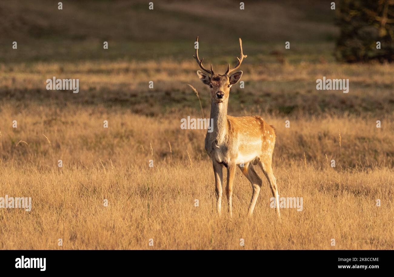 Trebbin, Deutschland. 16. Oktober 2022. 16.10.2022, Trebbin. Ein Damwild (Dama dama) steht im Wildreservat Glauer Tal, auf dem rund 160 Hektar großen Gelände eines ehemaligen Truppentrainingsgeldes im Licht der tiefen Herbstsonne. Vor dem Abzug im Jahr 1994 wurde das Gebiet von der sowjetischen Armee genutzt. Die Spuren der Tanks haben einen besonderen Lebensraum für Tiere und Pflanzen geschaffen. Das Gehege befindet sich im Naturpark Nuthe-Nieplitz. Quelle: Wolfram Steinberg/dpa Quelle: Wolfram Steinberg/dpa/Alamy Live News Stockfoto