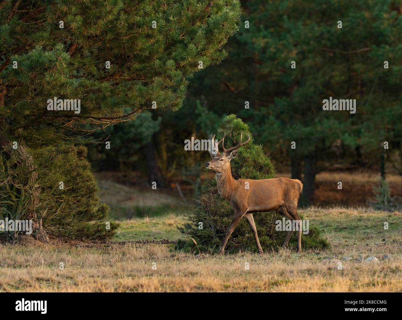 Trebbin, Deutschland. 16. Oktober 2022. 16.10.2022, Trebbin. Ein junger Rothirsch (Cervus elaphus) spaziert im Wildreservat Glauer Tal, auf dem rund 160 Hektar großen Gelände eines ehemaligen Truppentrainingsgeldes, im Licht der niedrigen Herbstsonne. Vor dem Abzug im Jahr 1994 wurde das Gebiet von der sowjetischen Armee genutzt. Die Spuren der Tanks haben einen besonderen Lebensraum für Tiere und Pflanzen geschaffen. Das Gehege befindet sich im Naturpark Nuthe-Nieplitz. Quelle: Wolfram Steinberg/dpa Quelle: Wolfram Steinberg/dpa/Alamy Live News Stockfoto