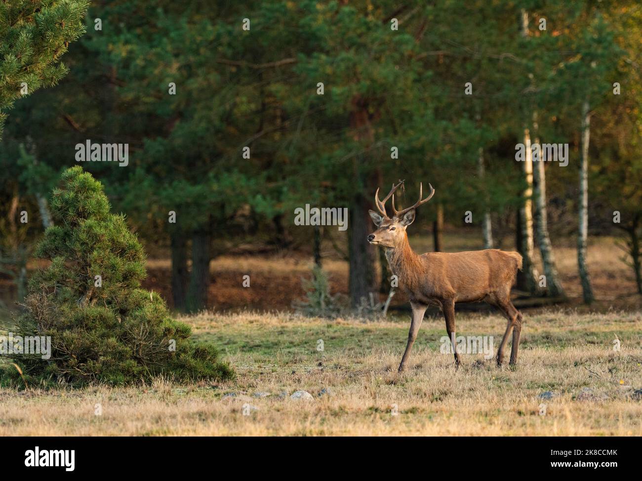 Trebbin, Deutschland. 16. Oktober 2022. 16.10.2022, Trebbin. Ein junger Rothirsch (Cervus elaphus) spaziert im Wildreservat Glauer Tal, auf dem rund 160 Hektar großen Gelände eines ehemaligen Truppentrainingsgeldes, im Licht der niedrigen Herbstsonne. Vor dem Abzug im Jahr 1994 wurde das Gebiet von der sowjetischen Armee genutzt. Die Spuren der Tanks haben einen besonderen Lebensraum für Tiere und Pflanzen geschaffen. Das Gehege befindet sich im Naturpark Nuthe-Nieplitz. Quelle: Wolfram Steinberg/dpa Quelle: Wolfram Steinberg/dpa/Alamy Live News Stockfoto
