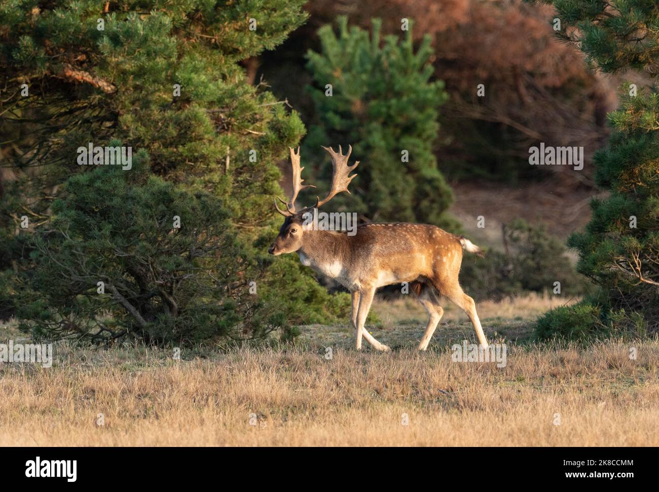 Trebbin, Deutschland. 16. Oktober 2022. 16.10.2022, Trebbin. Ein Damhirsch (Dama dama) spaziert im Wildreservat Glauer Tal, auf der Fläche von etwa 160 Hektar eines ehemaligen Militärtrainingsgebietes im Lichte der tiefen Herbstsonne. Vor dem Abzug im Jahr 1994 wurde das Gebiet von der sowjetischen Armee genutzt. Die Spuren der Tanks haben einen besonderen Lebensraum für Tiere und Pflanzen geschaffen. Das Gehege befindet sich im Naturpark Nuthe-Nieplitz. Quelle: Wolfram Steinberg/dpa Quelle: Wolfram Steinberg/dpa/Alamy Live News Stockfoto