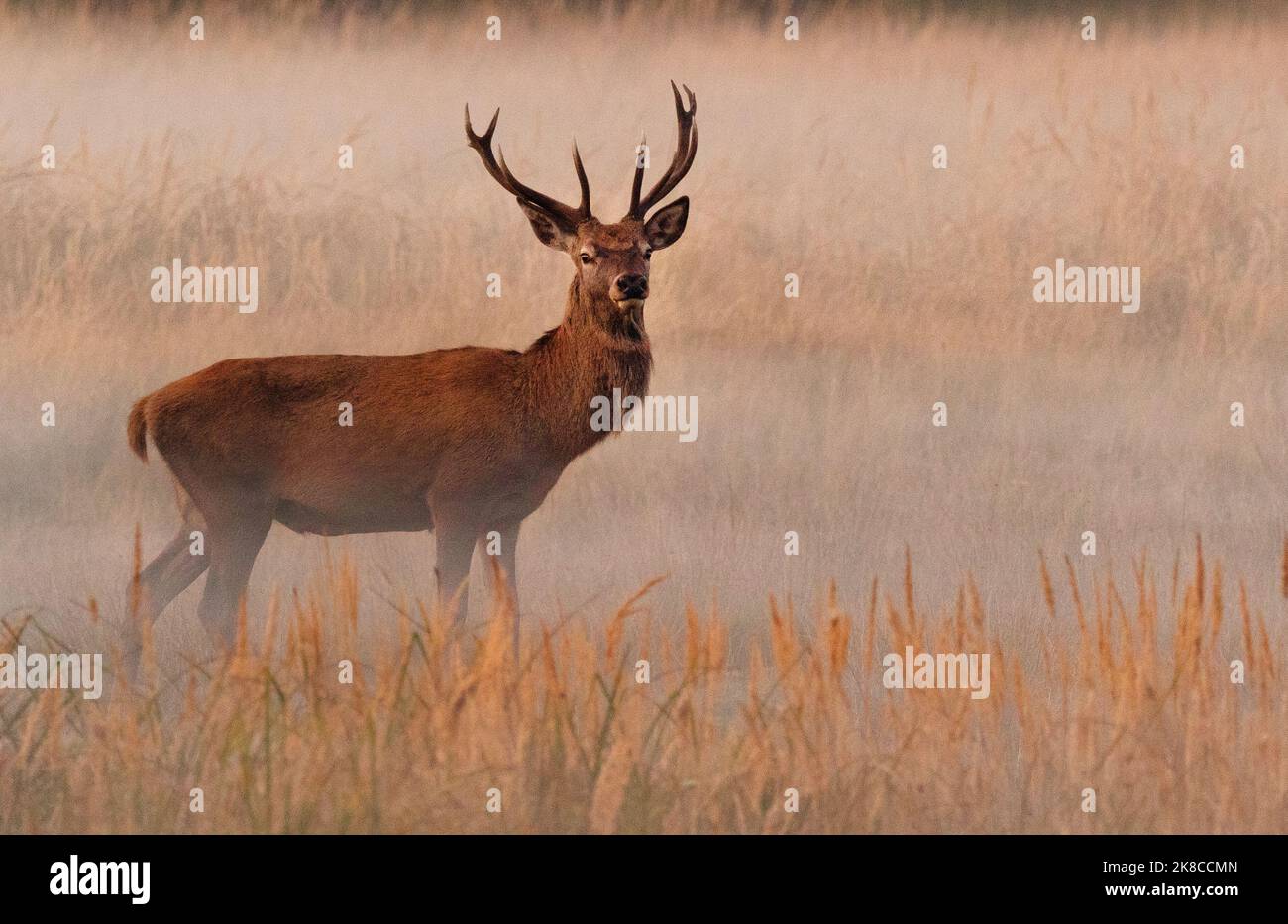 Trebbin, Deutschland. 16. Oktober 2022. 16.10.2022, Trebbin. Ein Rotwild (Cervus elaphus) steht im Wildreservat Glauer Tal, auf dem rund 160 Hektar großen Gelände eines ehemaligen Truppentrainingsgeldes auf einer feuchten Wiese bei Sonnenuntergang. Die ersten abendlichen Nebel erheben sich vom Boden. Vor dem Abzug im Jahr 1994 wurde das Gebiet von der sowjetischen Armee genutzt. Die Spuren der Tanks haben einen besonderen Lebensraum für Tiere und Pflanzen geschaffen. Das Gehege befindet sich im Naturpark Nuthe-Nieplitz. Quelle: Wolfram Steinberg/dpa Quelle: Wolfram Steinberg/dpa/Alamy Live News Stockfoto