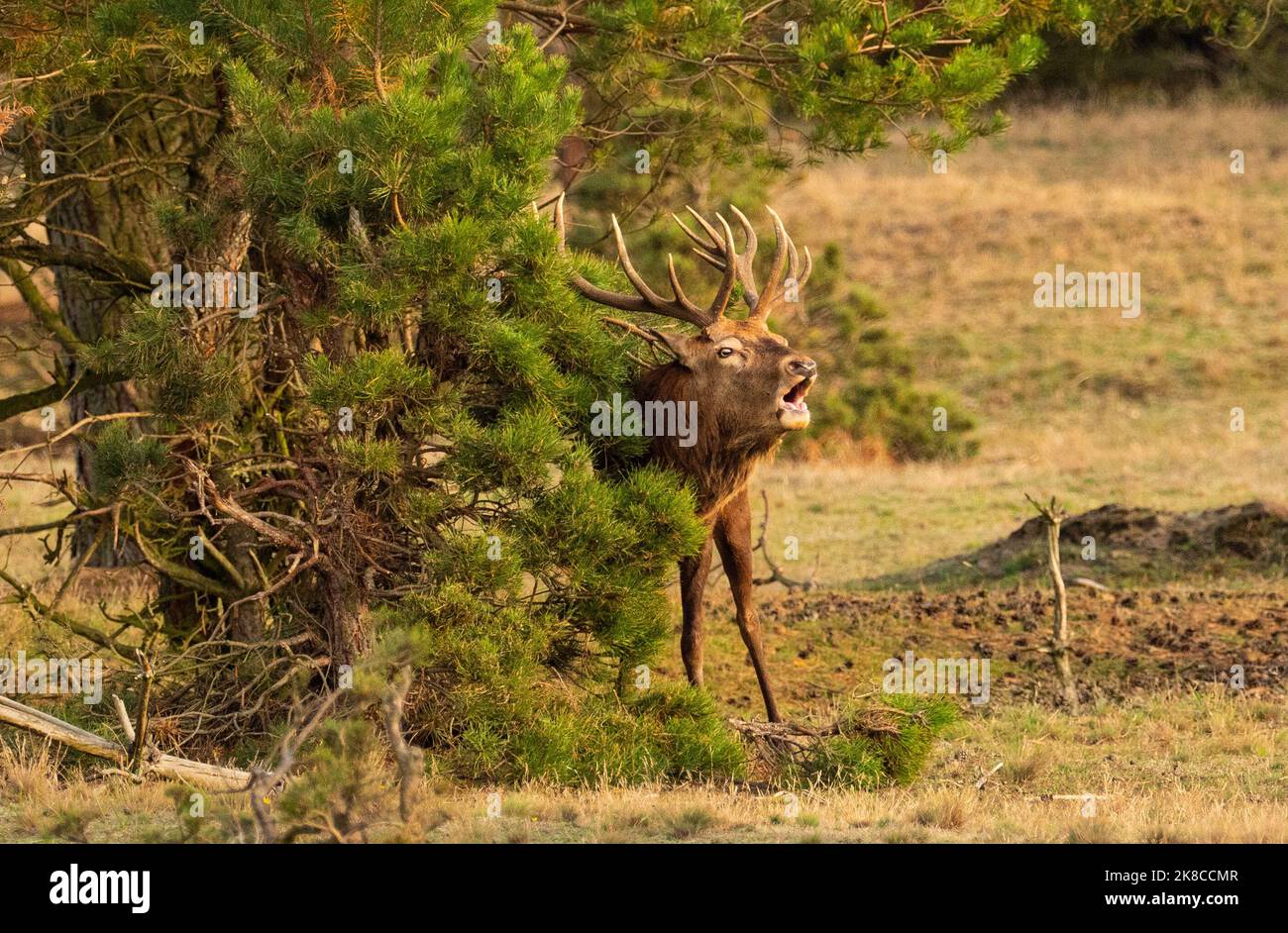 Trebbin, Deutschland. 16. Oktober 2022. 16.10.2022, Trebbin. Ein Rothirsch (Cervus elaphus) brüllt in der Brunftzeit im Wildreservat Glauer Tal, auf dem rund 160 Hektar großen Gelände eines ehemaligen Truppentrainingsgeldes, im Licht der tiefen Herbstsonne. Vor dem Abzug im Jahr 1994 wurde das Gebiet von der sowjetischen Armee genutzt. Die Spuren der Tanks haben einen besonderen Lebensraum für Tiere und Pflanzen geschaffen. Das Gehege befindet sich im Naturpark Nuthe-Nieplitz. Quelle: Wolfram Steinberg/dpa Quelle: Wolfram Steinberg/dpa/Alamy Live News Stockfoto