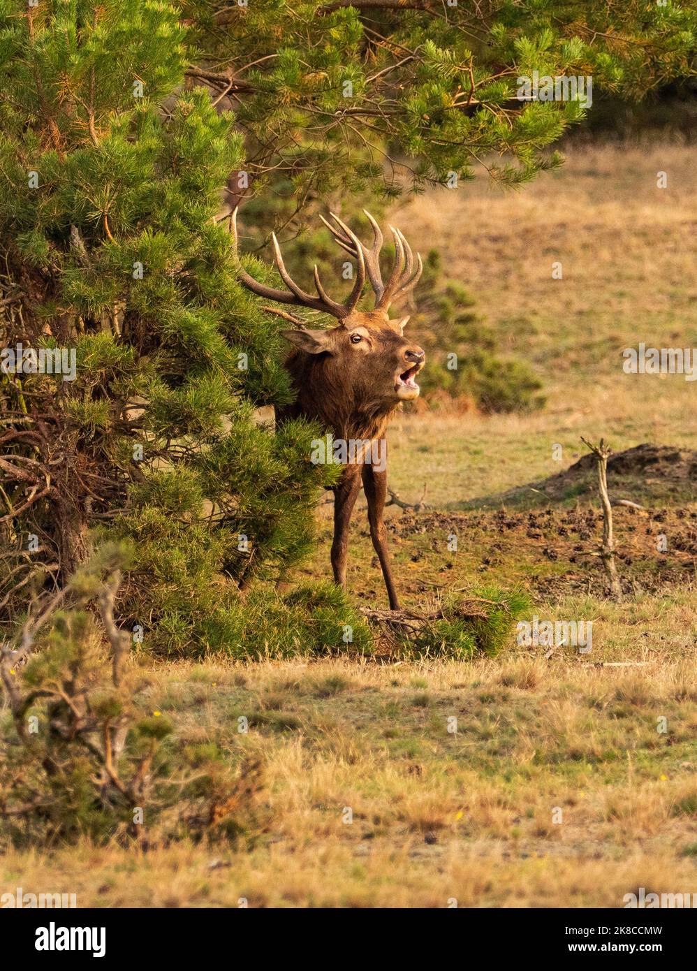 Trebbin, Deutschland. 16. Oktober 2022. 16.10.2022, Trebbin. Ein Rothirsch (Cervus elaphus) brüllt in der Brunftzeit im Wildreservat Glauer Tal, auf dem rund 160 Hektar großen Gelände eines ehemaligen Truppentrainingsgeldes, im Licht der tiefen Herbstsonne. Vor dem Abzug im Jahr 1994 wurde das Gebiet von der sowjetischen Armee genutzt. Die Spuren der Tanks haben einen besonderen Lebensraum für Tiere und Pflanzen geschaffen. Das Gehege befindet sich im Naturpark Nuthe-Nieplitz. Quelle: Wolfram Steinberg/dpa Quelle: Wolfram Steinberg/dpa/Alamy Live News Stockfoto