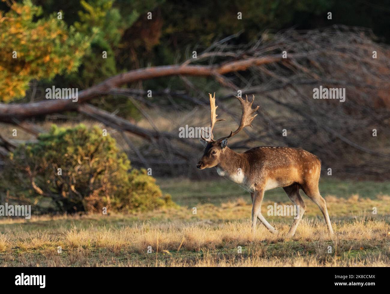Trebbin, Deutschland. 16. Oktober 2022. 16.10.2022, Trebbin. Ein Damwild (Dama dama) spaziert im Wildreservat Glauer Tal, auf dem rund 160 Hektar großen Gelände eines ehemaligen Truppentrainingsgeldes, im Licht der niedrigen Herbstsonne. Vor dem Abzug im Jahr 1994 wurde das Gebiet von der sowjetischen Armee genutzt. Die Spuren der Tanks haben einen besonderen Lebensraum für Tiere und Pflanzen geschaffen. Das Gehege befindet sich im Naturpark Nuthe-Nieplitz. Quelle: Wolfram Steinberg/dpa Quelle: Wolfram Steinberg/dpa/Alamy Live News Stockfoto