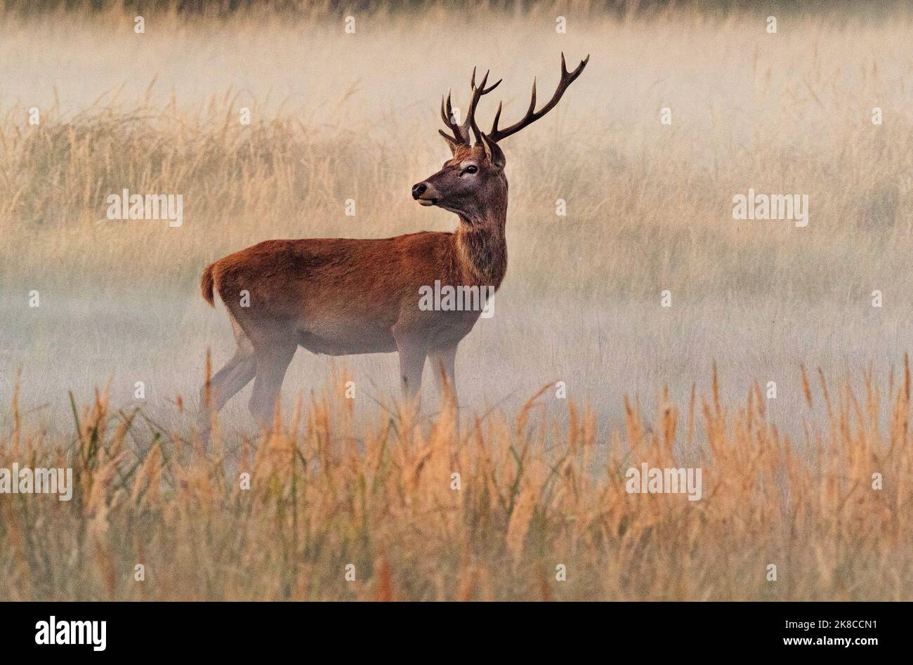 Trebbin, Deutschland. 16. Oktober 2022. 16.10.2022, Trebbin. Ein Rotwild (Cervus elaphus) steht im Wildreservat Glauer Tal, auf dem rund 160 Hektar großen Gelände eines ehemaligen Truppentrainingsgeldes auf einer feuchten Wiese bei Sonnenuntergang. Die ersten abendlichen Nebel erheben sich vom Boden. Vor dem Abzug im Jahr 1994 wurde das Gebiet von der sowjetischen Armee genutzt. Die Spuren der Tanks haben einen besonderen Lebensraum für Tiere und Pflanzen geschaffen. Das Gehege befindet sich im Naturpark Nuthe-Nieplitz. Quelle: Wolfram Steinberg/dpa Quelle: Wolfram Steinberg/dpa/Alamy Live News Stockfoto