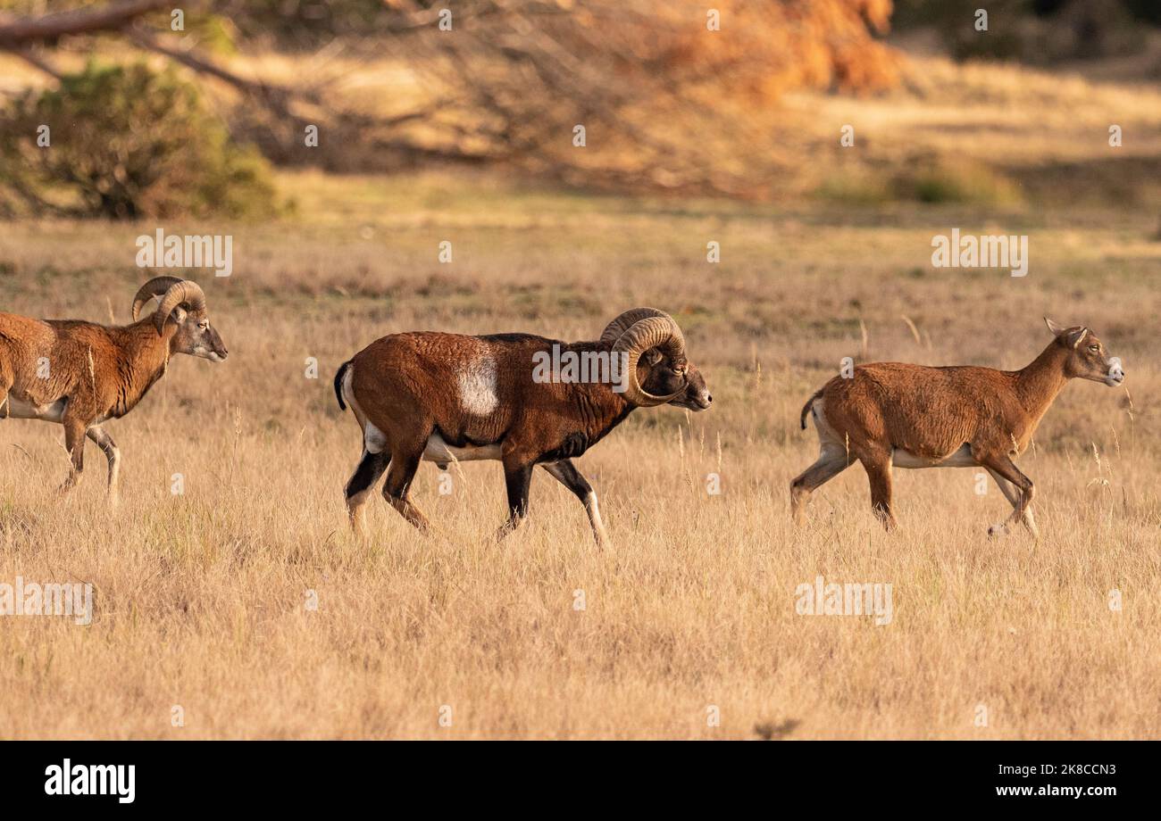 Trebbin, Deutschland. 16. Oktober 2022. 16.10.2022, Trebbin. Mufflons stehen im Wildreservat Glauer Tal, auf dem rund 160 Hektar großen Gelände eines ehemaligen Truppentrainingsgeldes im Licht der tiefen Herbstsonne. Vor dem Abzug im Jahr 1994 wurde das Gebiet von der sowjetischen Armee genutzt. Die Spuren der Tanks haben einen besonderen Lebensraum für Tiere und Pflanzen geschaffen. Das Gehege befindet sich im Naturpark Nuthe-Nieplitz. Quelle: Wolfram Steinberg/dpa Quelle: Wolfram Steinberg/dpa/Alamy Live News Stockfoto