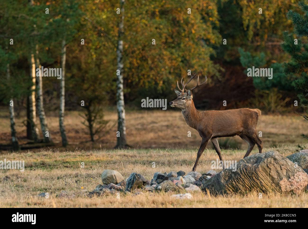 Trebbin, Deutschland. 16. Oktober 2022. 16.10.2022, Trebbin. Ein junger Rothirsch (Cervus elaphus) spaziert im Wildreservat Glauer Tal, auf dem rund 160 Hektar großen Gelände eines ehemaligen Truppentrainingsgeldes, im Licht der niedrigen Herbstsonne. Vor dem Abzug im Jahr 1994 wurde das Gebiet von der sowjetischen Armee genutzt. Die Spuren der Tanks haben einen besonderen Lebensraum für Tiere und Pflanzen geschaffen. Das Gehege befindet sich im Naturpark Nuthe-Nieplitz. Quelle: Wolfram Steinberg/dpa Quelle: Wolfram Steinberg/dpa/Alamy Live News Stockfoto