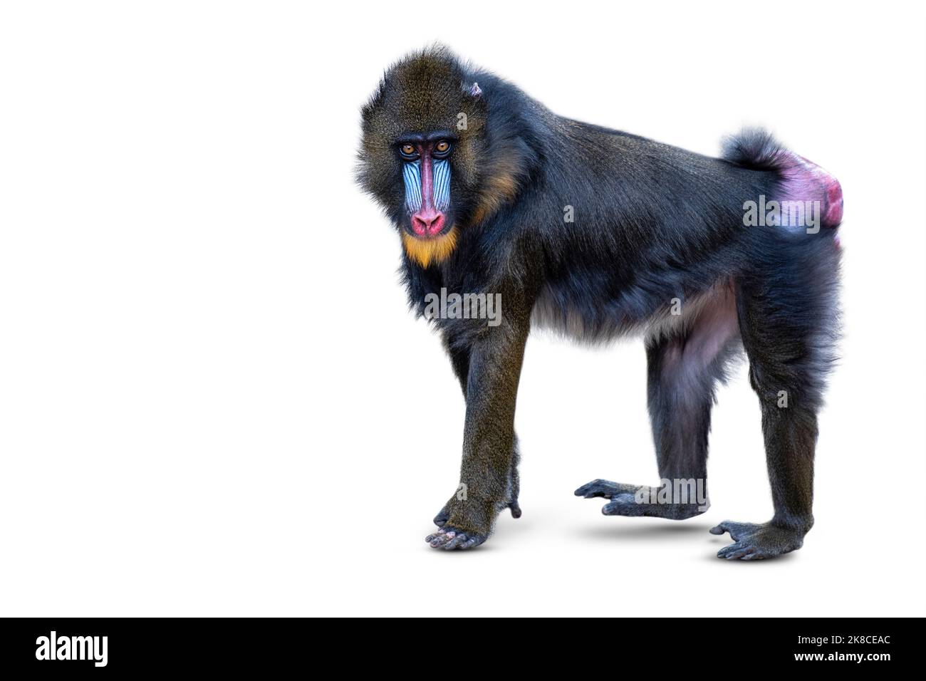 Mandrill isoliert auf weißem Hintergrund. Wandender Affe, Seitenansicht, Mandrill isoliert auf Weiß. Stockfoto