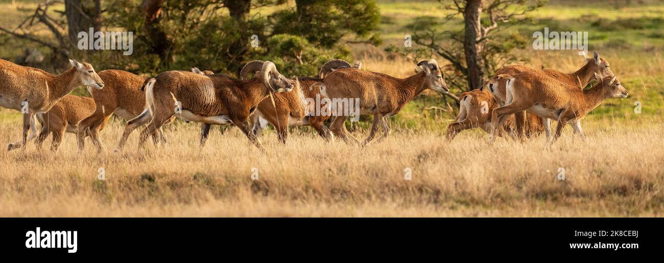 Trebbin, Deutschland. 16. Oktober 2022. 16.10.2022, Trebbin. Mufflons laufen im Wildreservat Glauer Tal, auf dem rund 160 Hektar großen Gelände eines ehemaligen Truppentrainingsgeldes im Licht der tiefen Herbstsonne. Vor dem Abzug im Jahr 1994 wurde das Gebiet von der sowjetischen Armee genutzt. Die Spuren der Tanks haben einen besonderen Lebensraum für Tiere und Pflanzen geschaffen. Das Gehege befindet sich im Naturpark Nuthe-Nieplitz. Quelle: Wolfram Steinberg/dpa Quelle: Wolfram Steinberg/dpa/Alamy Live News Stockfoto