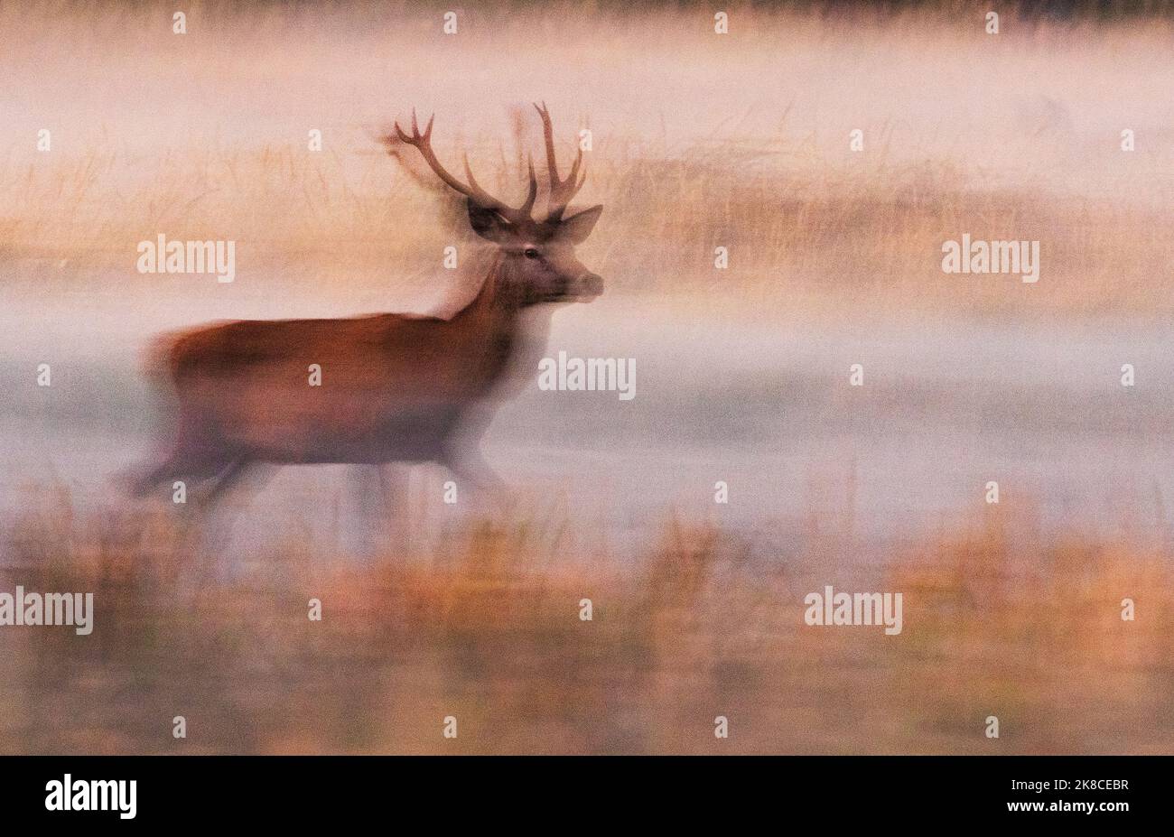 16. Oktober 2022, Brandenburg, Trebbin: 16.10.2022, Trebbin. Ein Rotwild (Cervus elaphus) spaziert im Wildreservat Glauer Tal, auf dem rund 160 Hektar großen Gelände eines ehemaligen Truppentrainingsgeldes, auf einer feuchten Wiese bei Sonnenuntergang. Der erste Abend Nebel steigen aus dem Boden. Vor dem Abzug im Jahr 1994 wurde das Gebiet von der sowjetischen Armee genutzt. Die Spuren der Tanks haben einen besonderen Lebensraum für Tiere und Pflanzen geschaffen. Das Gehege befindet sich im Naturpark Nuthe-Nieplitz. Foto: Wolfram Steinberg/dpa **Aufnahme mit längerer Belichtungszeit und Wischeffekt**. Foto: Wolfram Steinberg/dpa Stockfoto