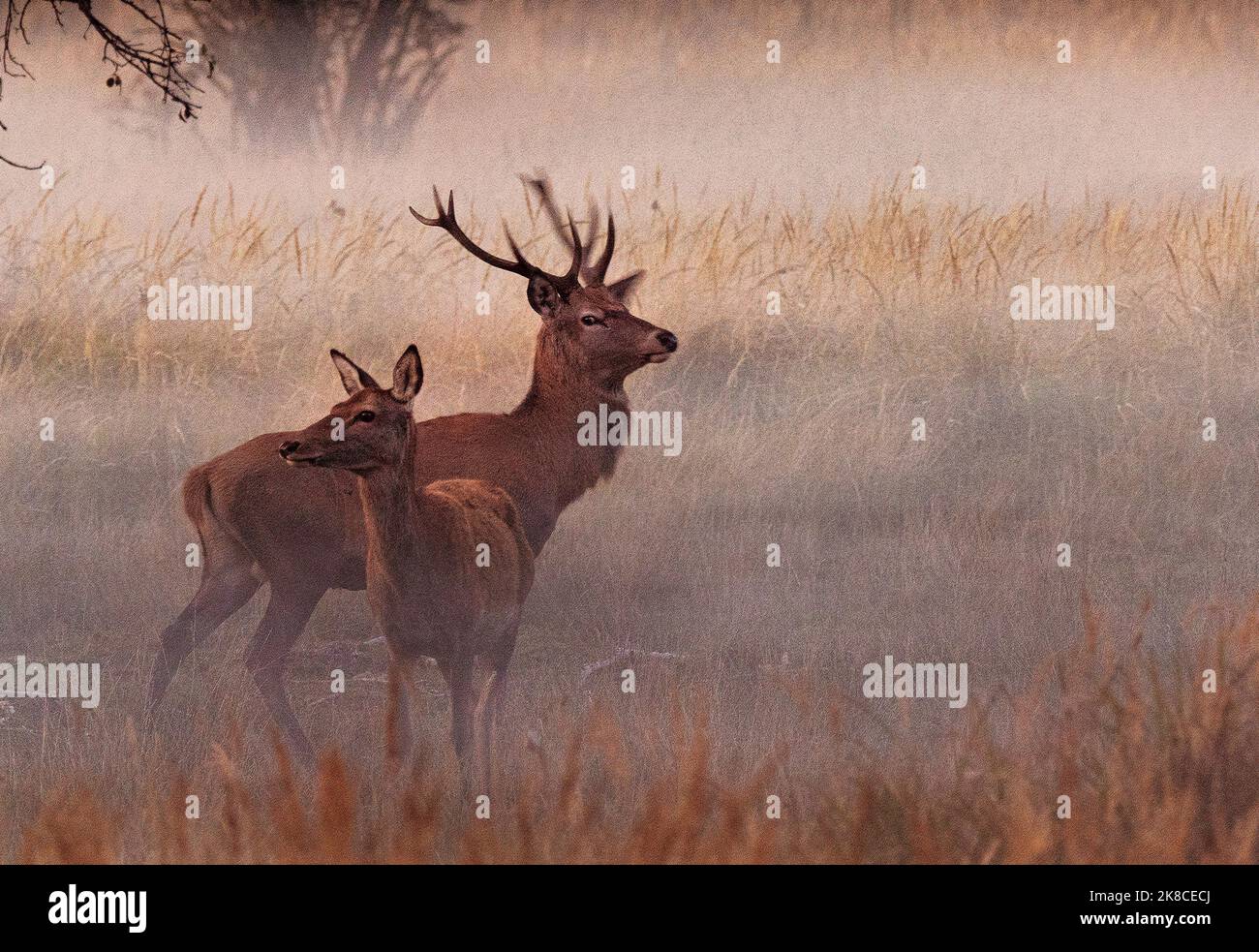 Trebbin, Deutschland. 16. Oktober 2022. 16.10.2022, Trebbin. Ein Rothirsch (Cervus elaphus) steht bei Sonnenuntergang auf einer feuchten Wiese neben einem weiblichen Tier im Wildreservat Glauer Tal, auf dem rund 160 Hektar großen Gelände eines ehemaligen Truppentrainingsgeldes. Die ersten abendlichen Nebel erheben sich vom Boden. Vor dem Abzug im Jahr 1994 wurde das Gebiet von der sowjetischen Armee genutzt. Die Spuren der Tanks haben einen besonderen Lebensraum für Tiere und Pflanzen geschaffen. Das Gehege befindet sich im Naturpark Nuthe-Nieplitz. Quelle: Wolfram Steinberg/dpa Quelle: Wolfram Steinberg/dpa/Alamy Live News Stockfoto