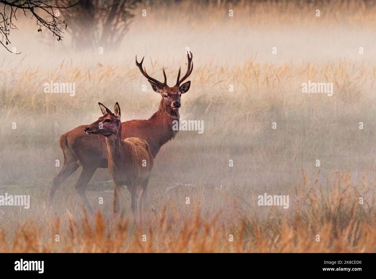 Trebbin, Deutschland. 16. Oktober 2022. 16.10.2022, Trebbin. Ein Rothirsch (Cervus elaphus) steht bei Sonnenuntergang auf einer feuchten Wiese neben einem weiblichen Tier im Wildreservat Glauer Tal, auf dem rund 160 Hektar großen Gelände eines ehemaligen Truppentrainingsgeldes. Die ersten abendlichen Nebel erheben sich vom Boden. Vor dem Abzug im Jahr 1994 wurde das Gebiet von der sowjetischen Armee genutzt. Die Spuren der Tanks haben einen besonderen Lebensraum für Tiere und Pflanzen geschaffen. Das Gehege befindet sich im Naturpark Nuthe-Nieplitz. Quelle: Wolfram Steinberg/dpa Quelle: Wolfram Steinberg/dpa/Alamy Live News Stockfoto