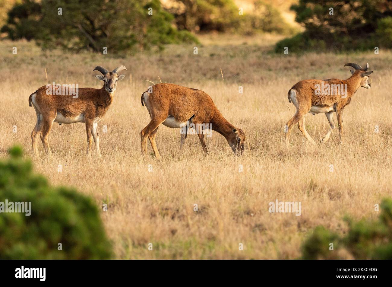 Trebbin, Deutschland. 16. Oktober 2022. 16.10.2022, Trebbin. Mufflons stehen im Wildreservat Glauer Tal, auf dem rund 160 Hektar großen Gelände eines ehemaligen Truppentrainingsgeldes im Licht der tiefen Herbstsonne. Vor dem Abzug im Jahr 1994 wurde das Gebiet von der sowjetischen Armee genutzt. Die Spuren der Tanks haben einen besonderen Lebensraum für Tiere und Pflanzen geschaffen. Das Gehege befindet sich im Naturpark Nuthe-Nieplitz. Quelle: Wolfram Steinberg/dpa Quelle: Wolfram Steinberg/dpa/Alamy Live News Stockfoto