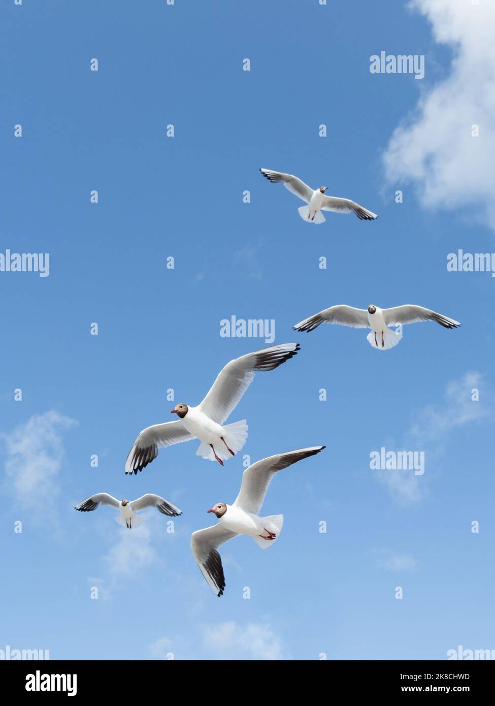 Fliegende Möwen auf klarem blauen Himmel Hintergrund. Schar von Seevögeln im Flug. Symbol der Freiheit. Stockfoto