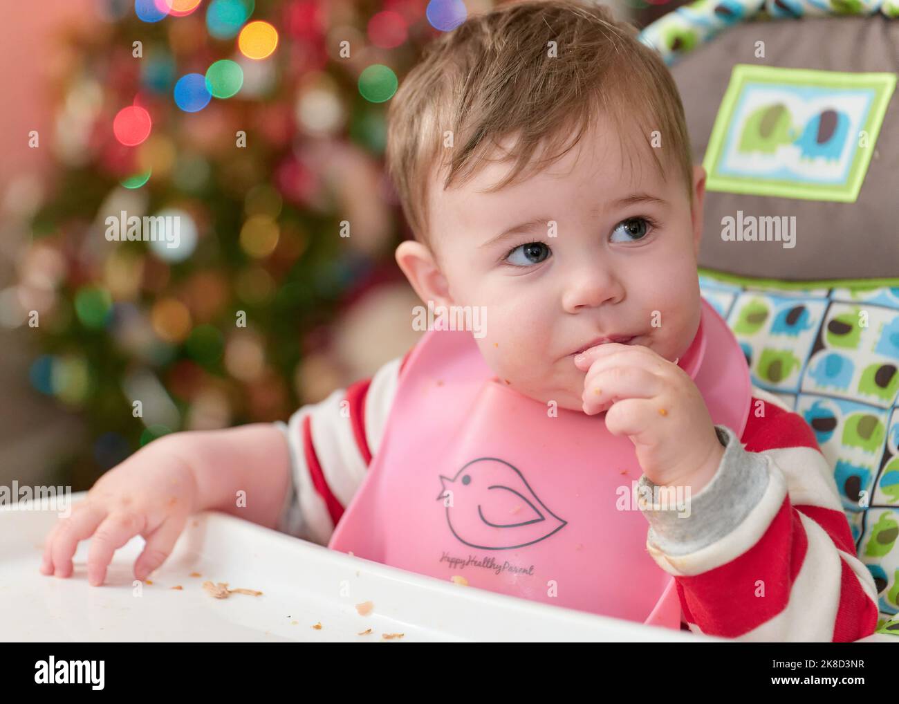 Kleiner Junge Kleinkind, der in seinem Hochstuhl vor dem weihnachtsbaum isst Stockfoto